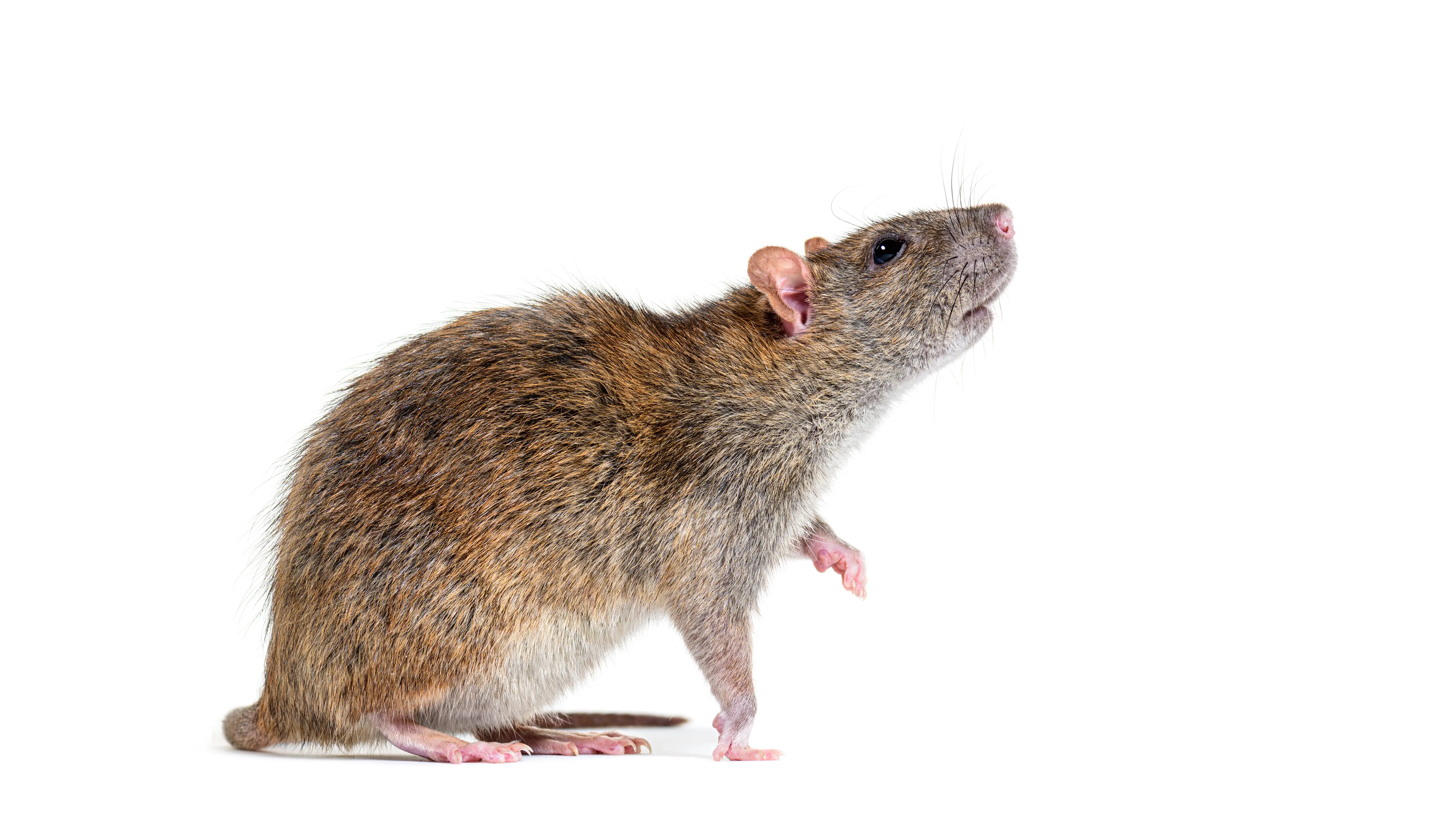 Understanding rats and rat control