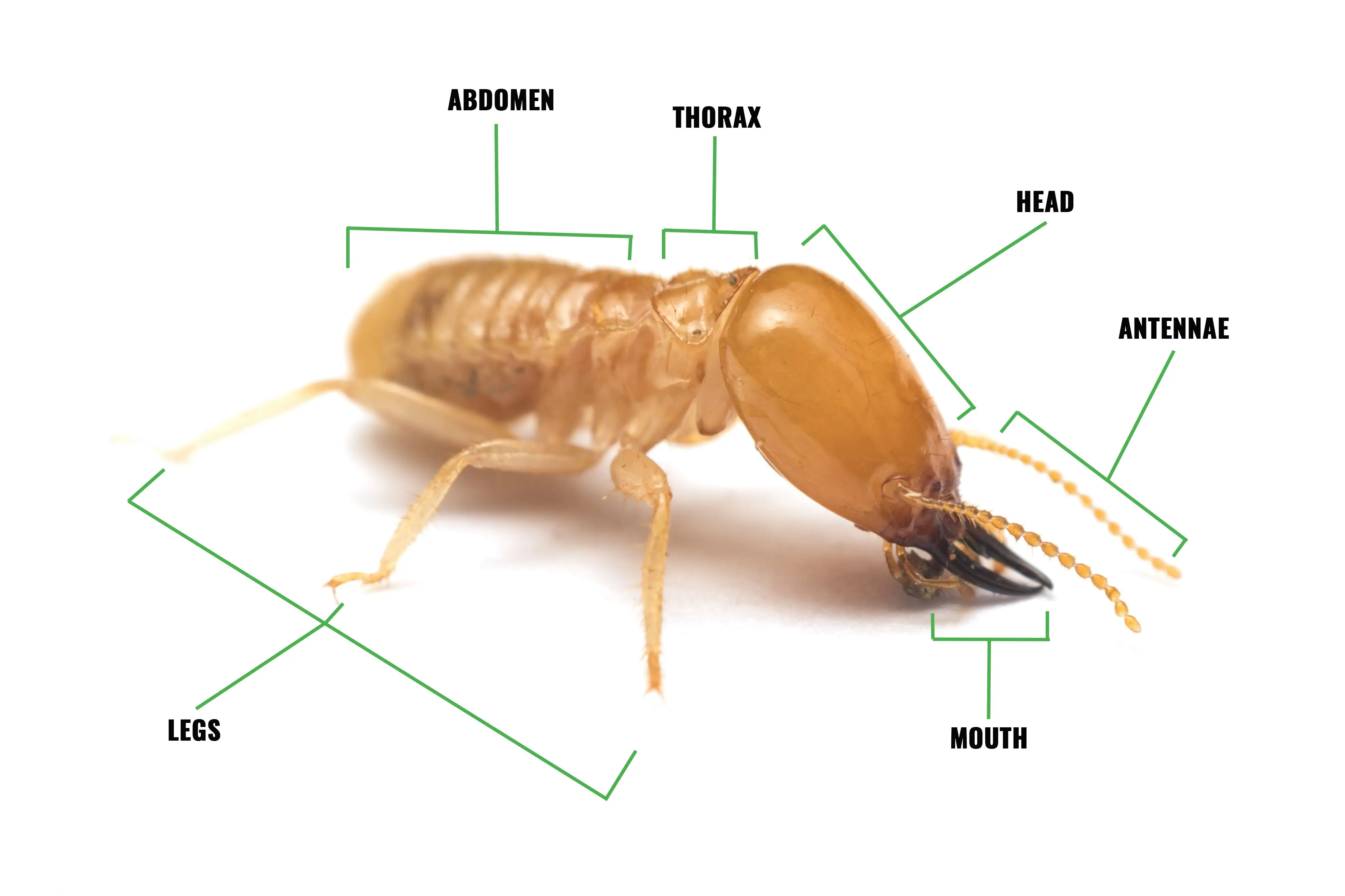 Termites swarming on damaged wood