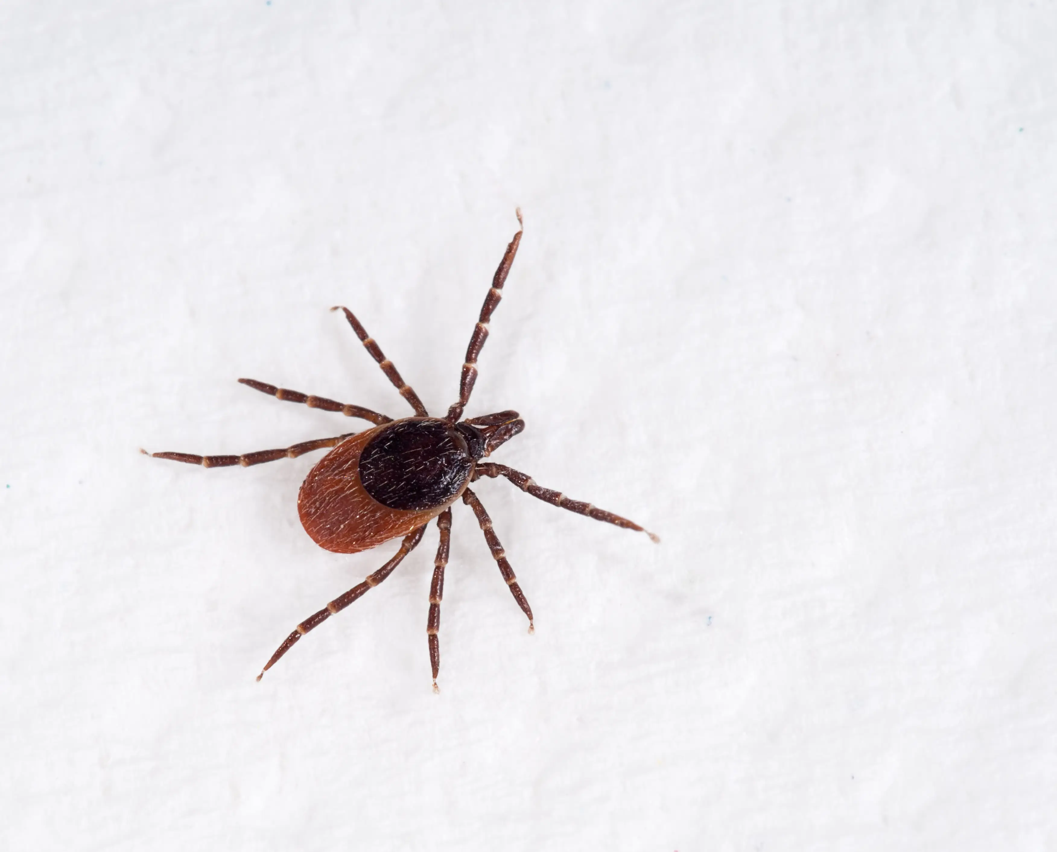 Close-up of a tick on a blade of grass