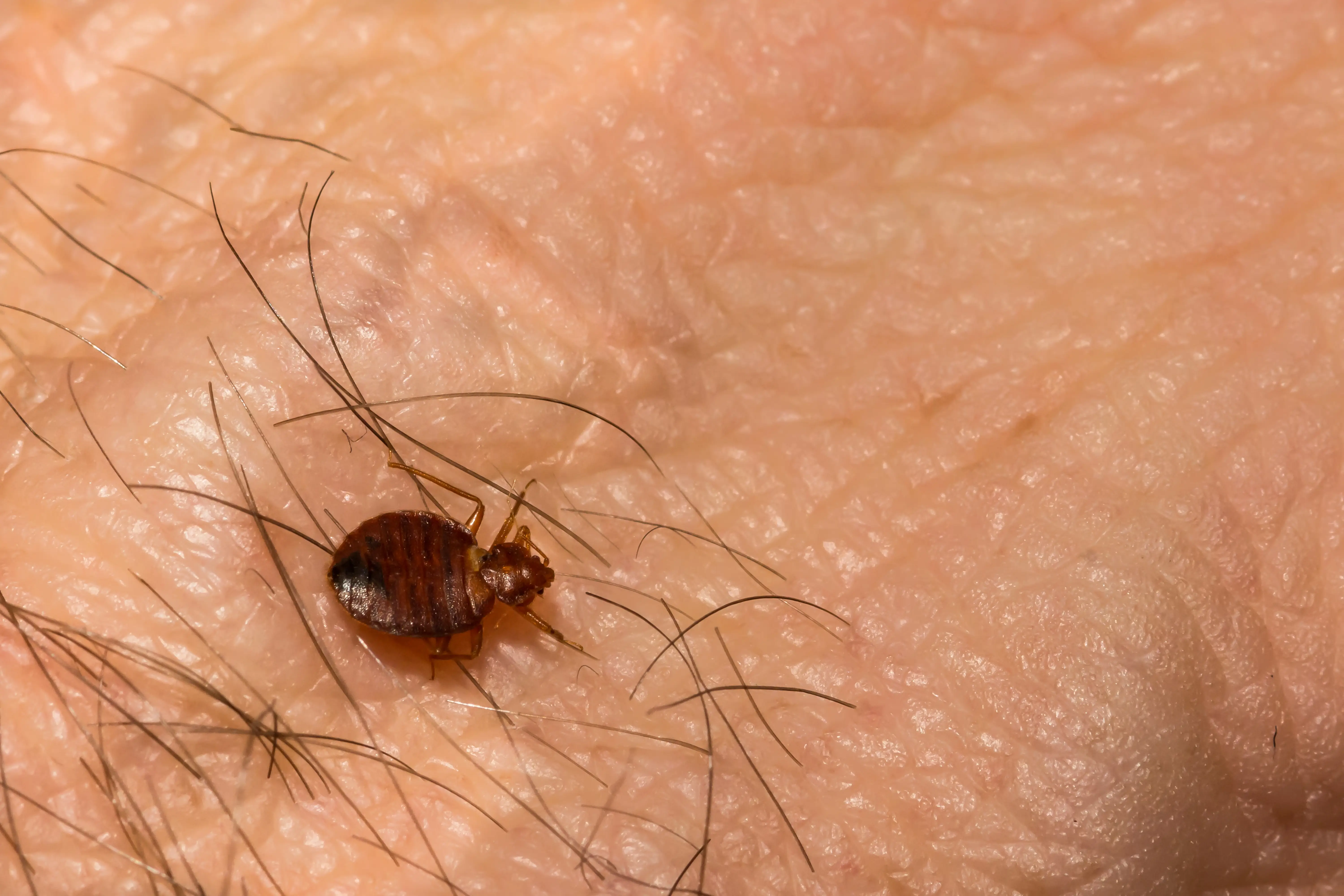 What Attracts Bed Bugs? Myths vs Facts