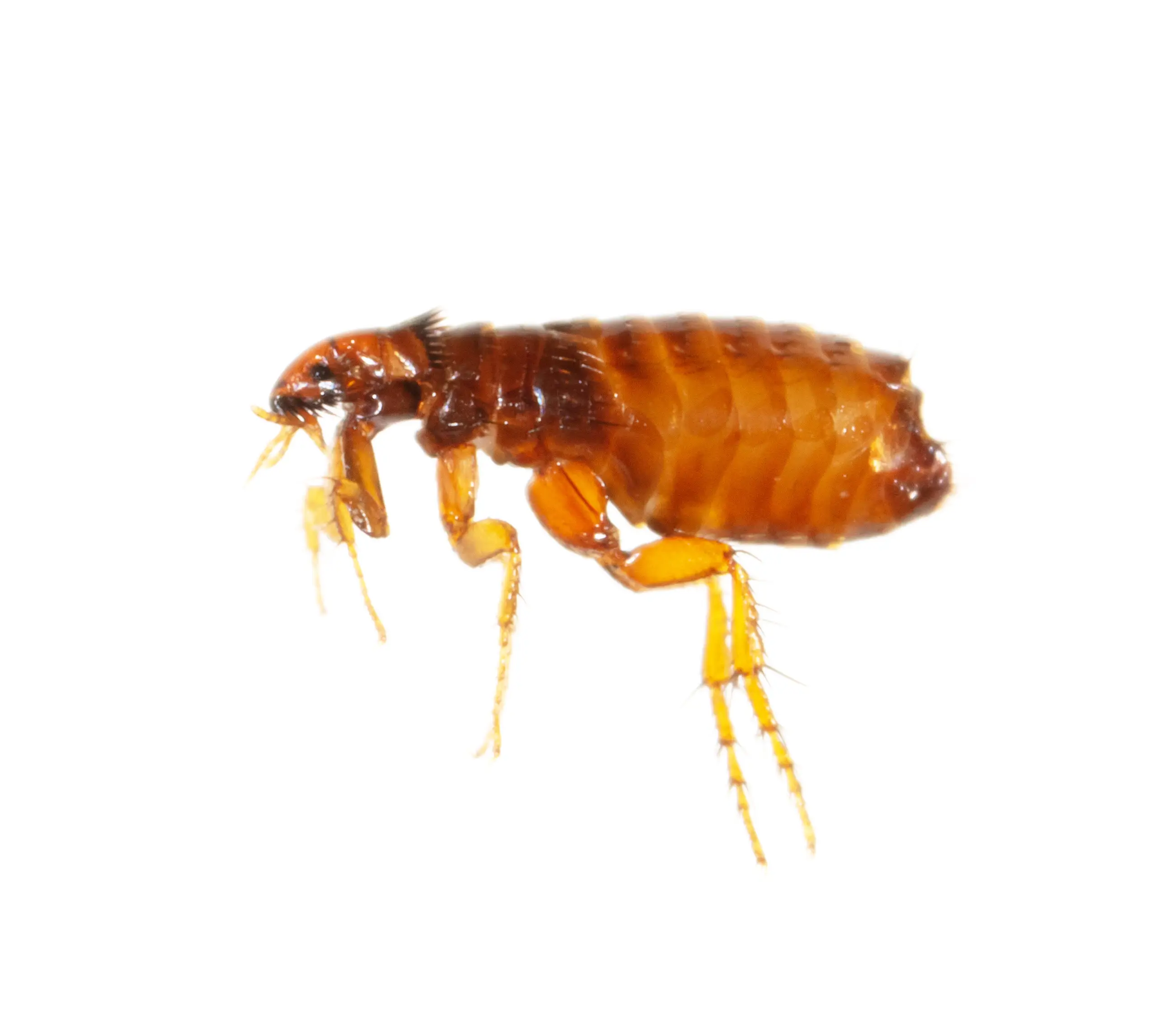 What Attracts Fleas? Light, Heat, CO2 & Movement