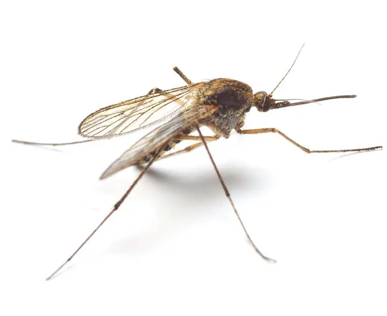 What Attracts Mosquitoes to Humans & Your Home