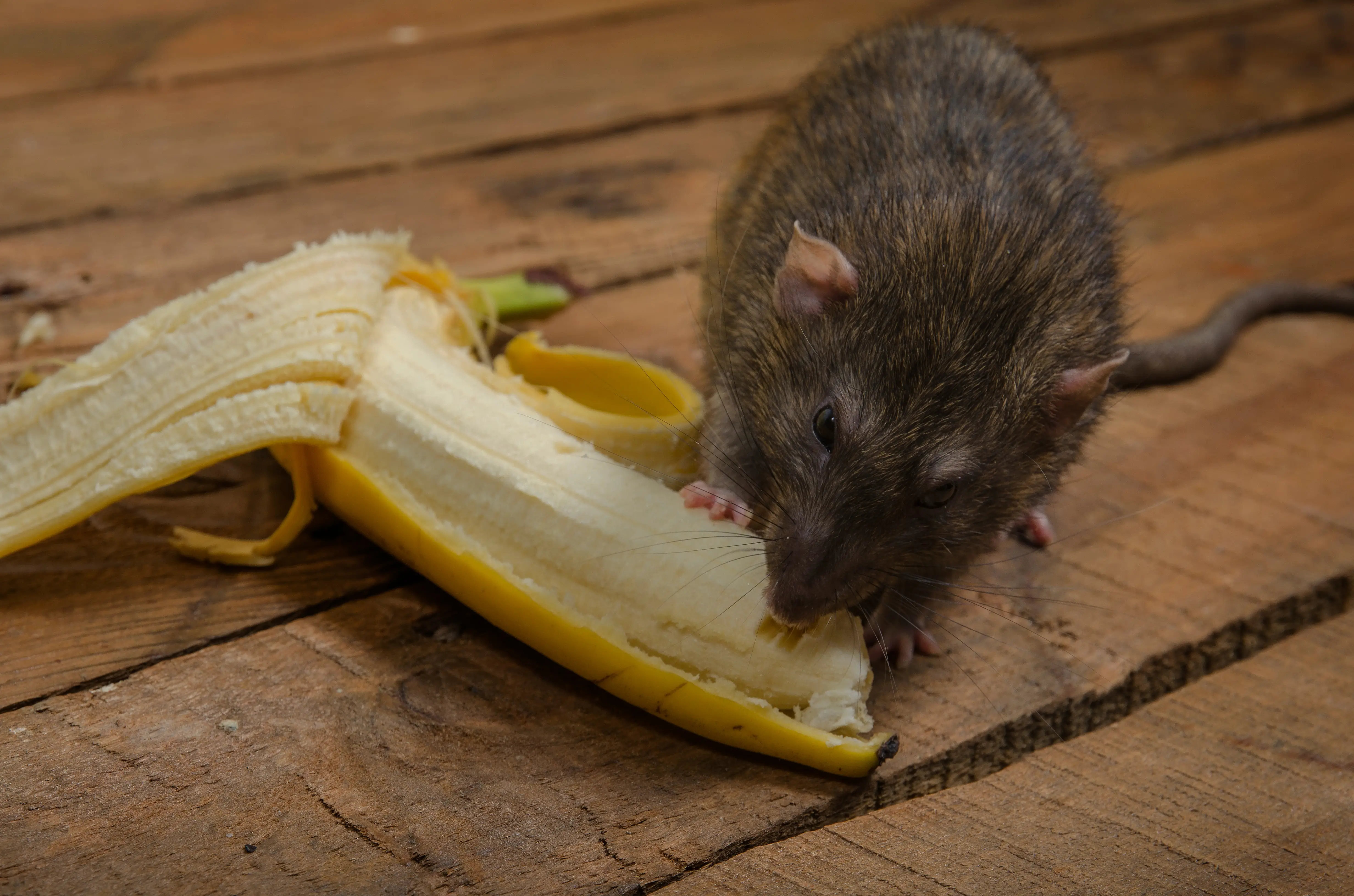 Rat foraging for food showing dietary behavior