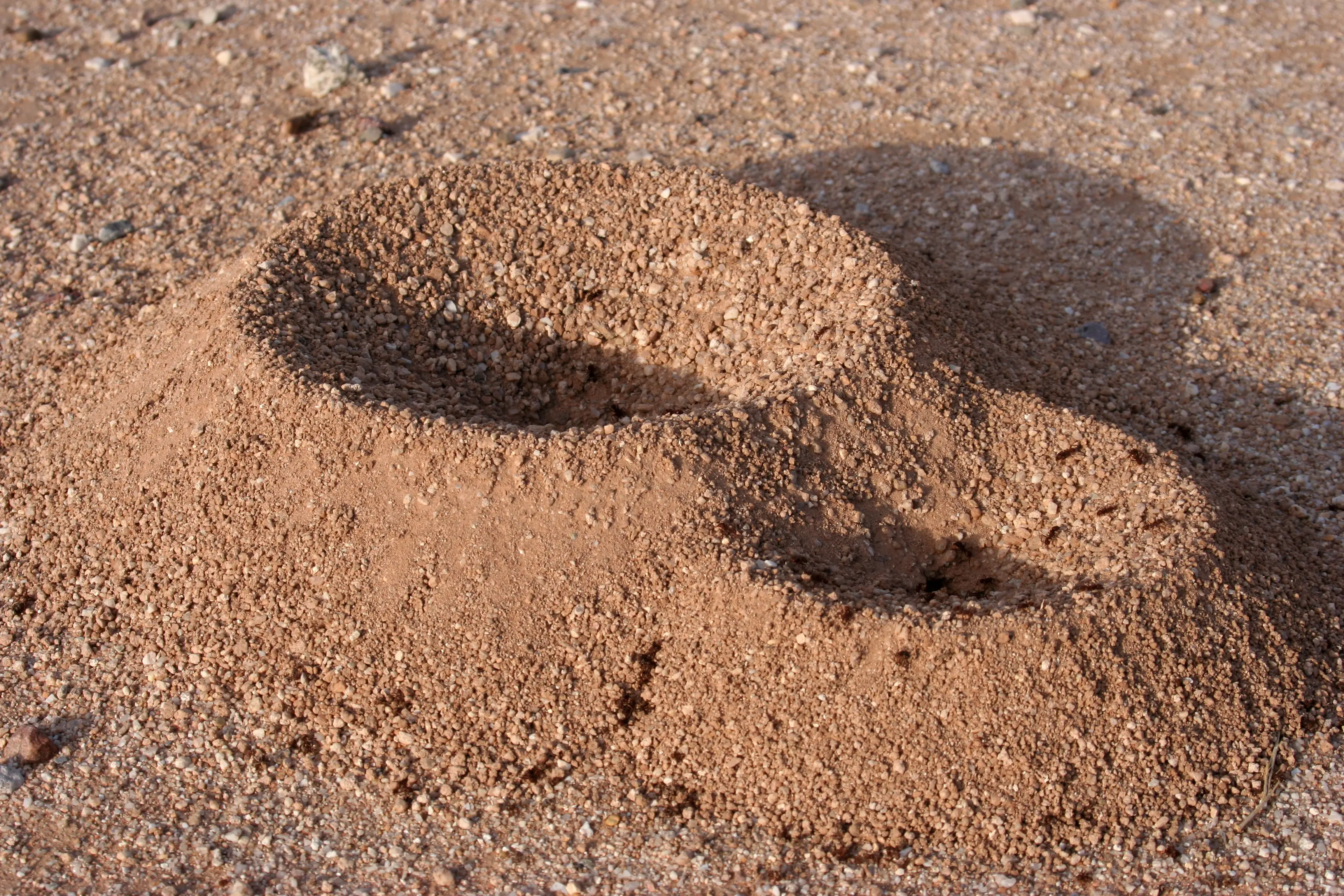 Where Do Ants Go in the Winter? Complete Winter Behavior Guide