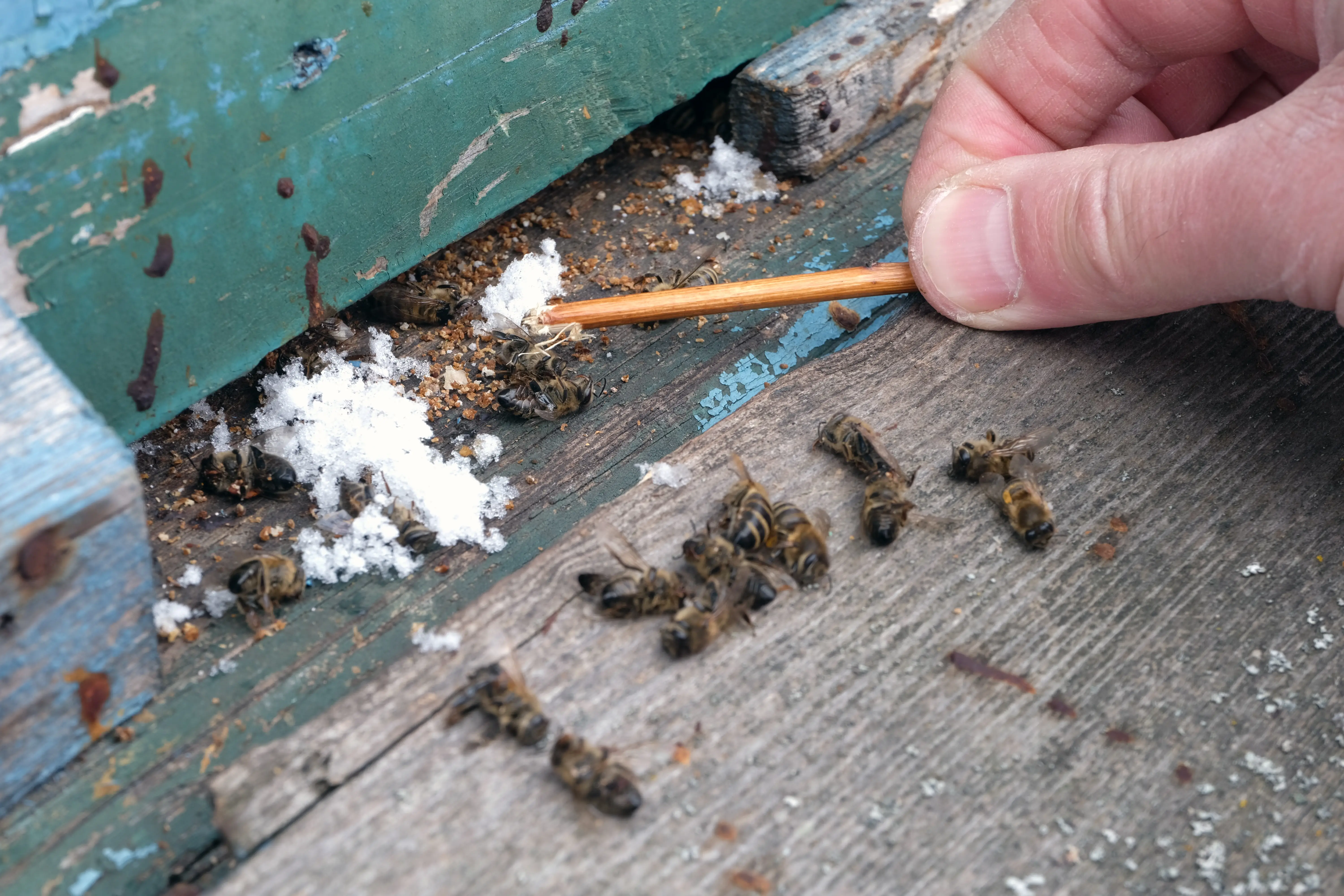 Where Do Bees Go in the Winter?