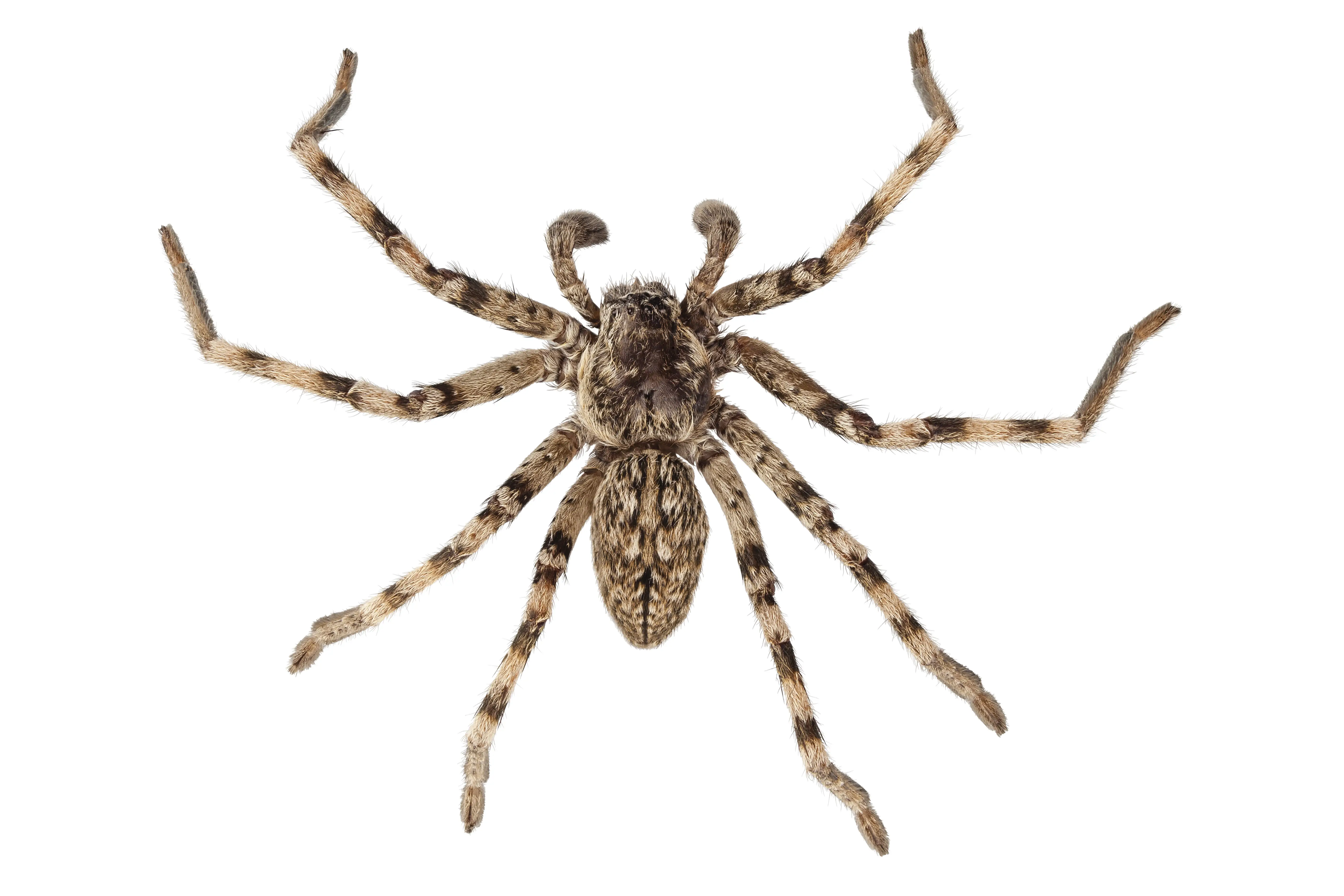 Wolf spider close-up