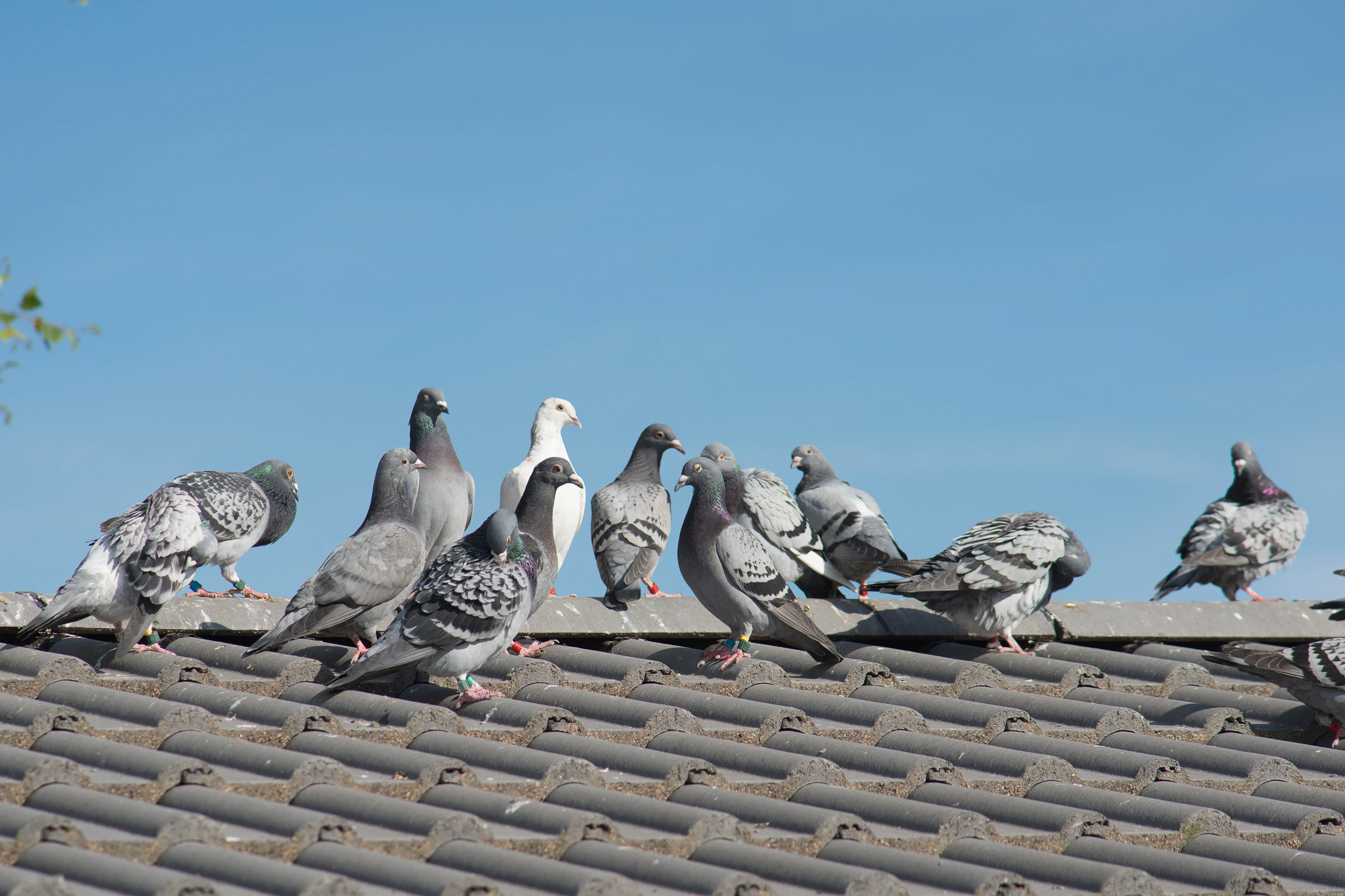 Pigeons roosting on building roofline