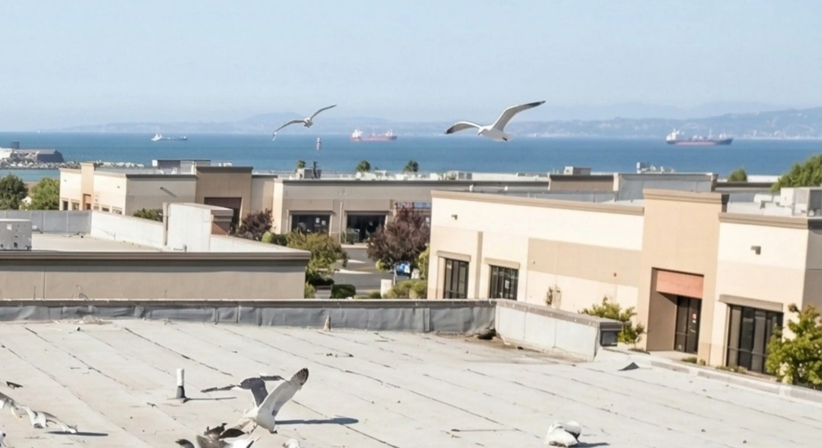 Seagulls near coastal commercial property