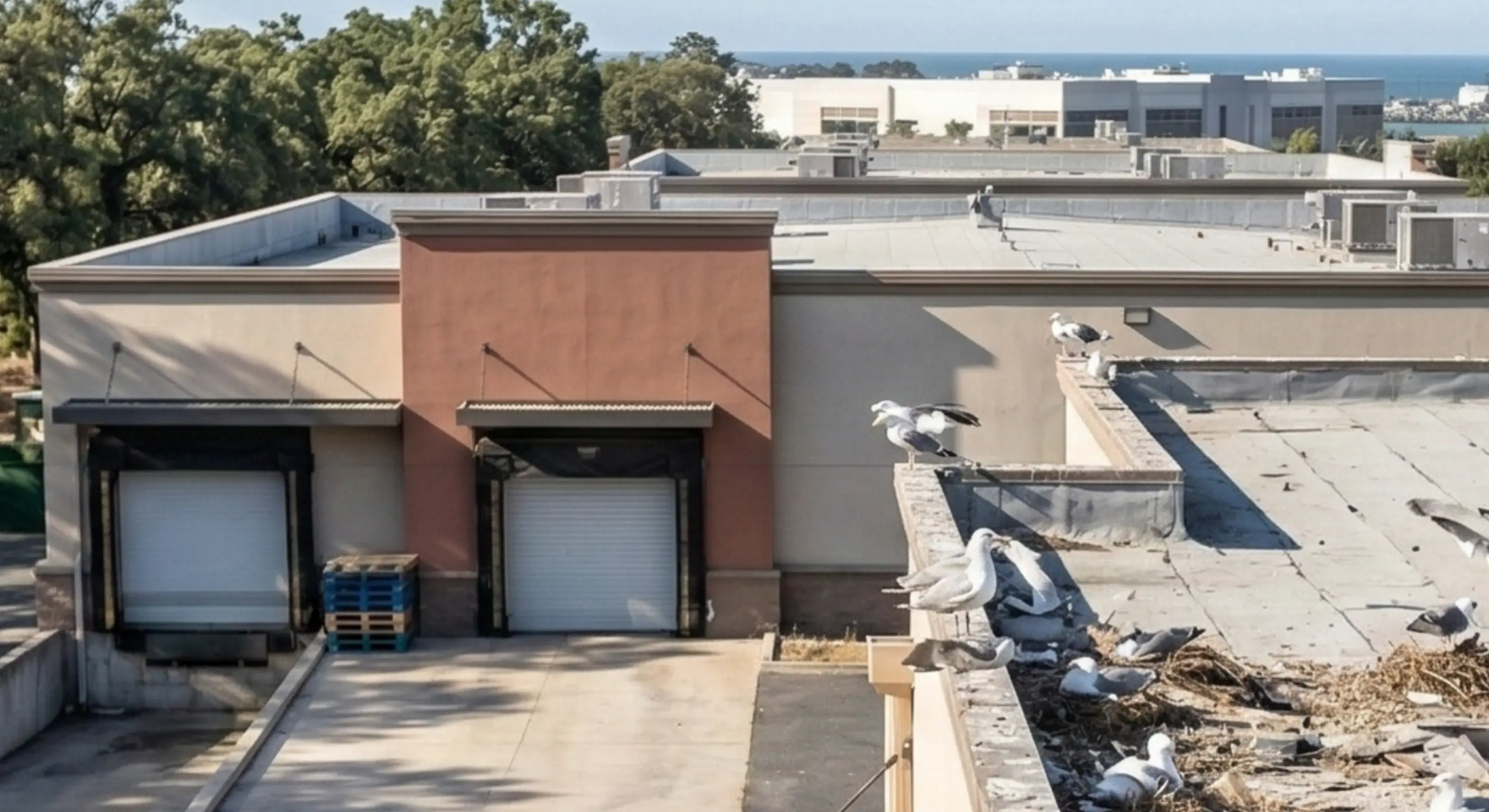 Seagull nest made of twigs and debris on building ledge