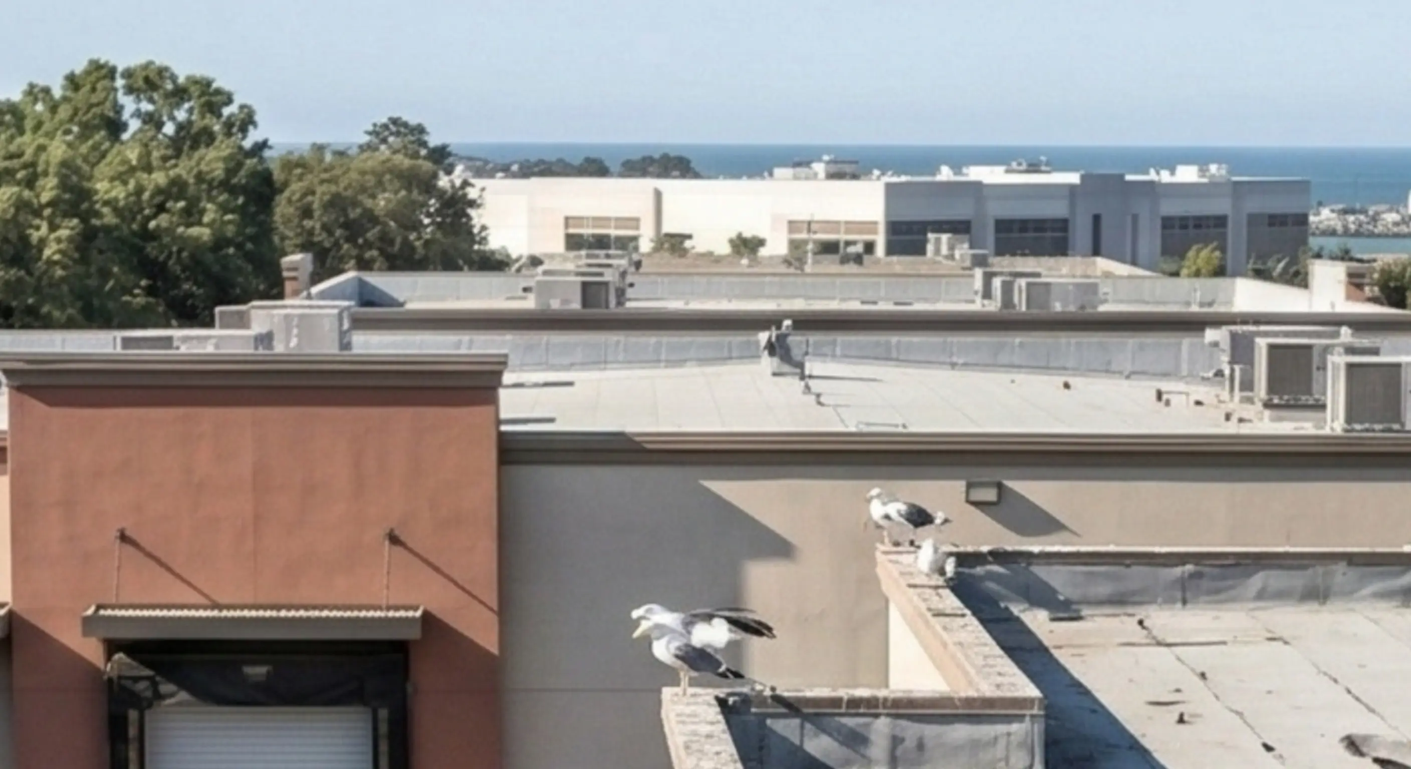 Seagulls calling loudly on rooftop near residential area