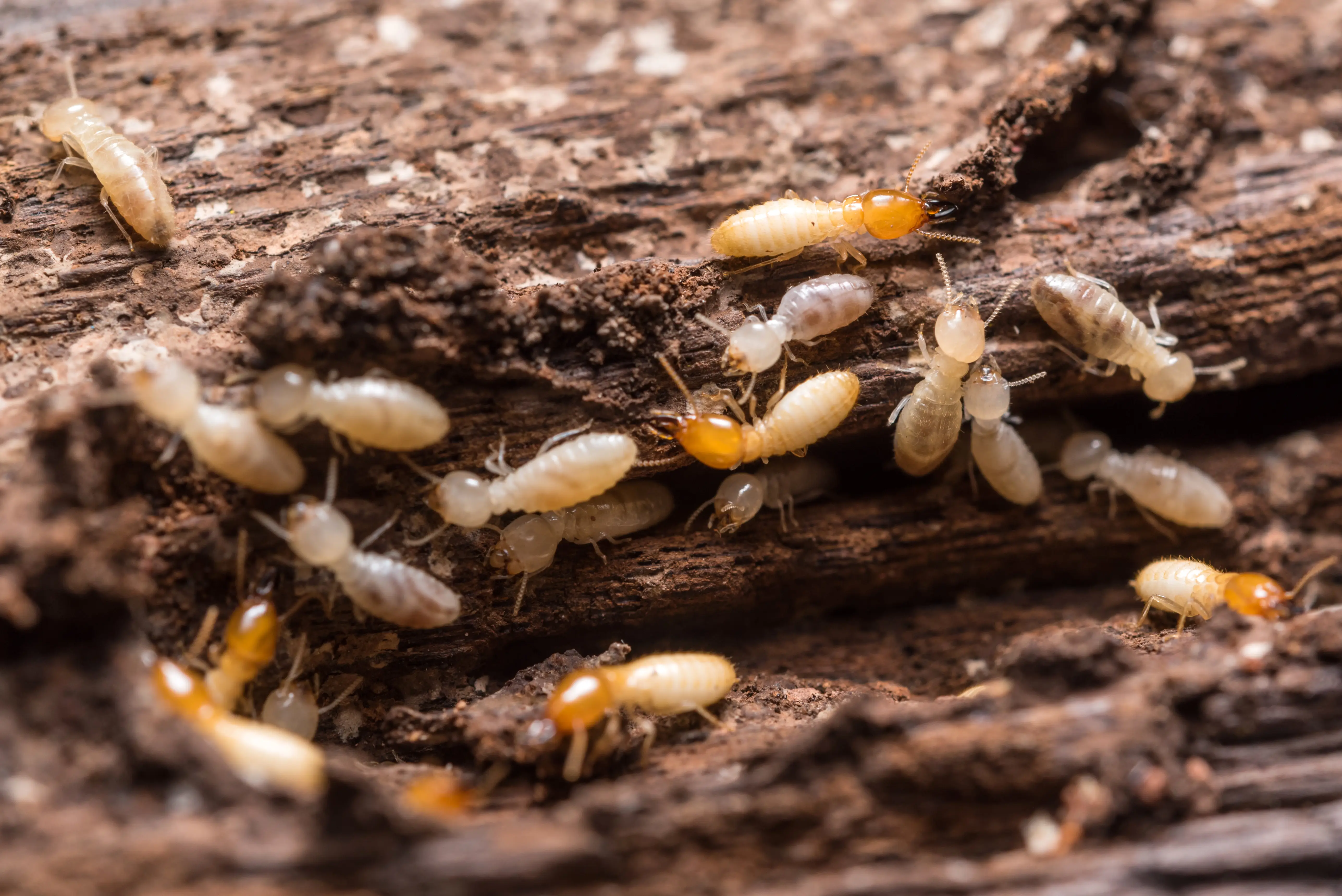 Live termites in damaged wood