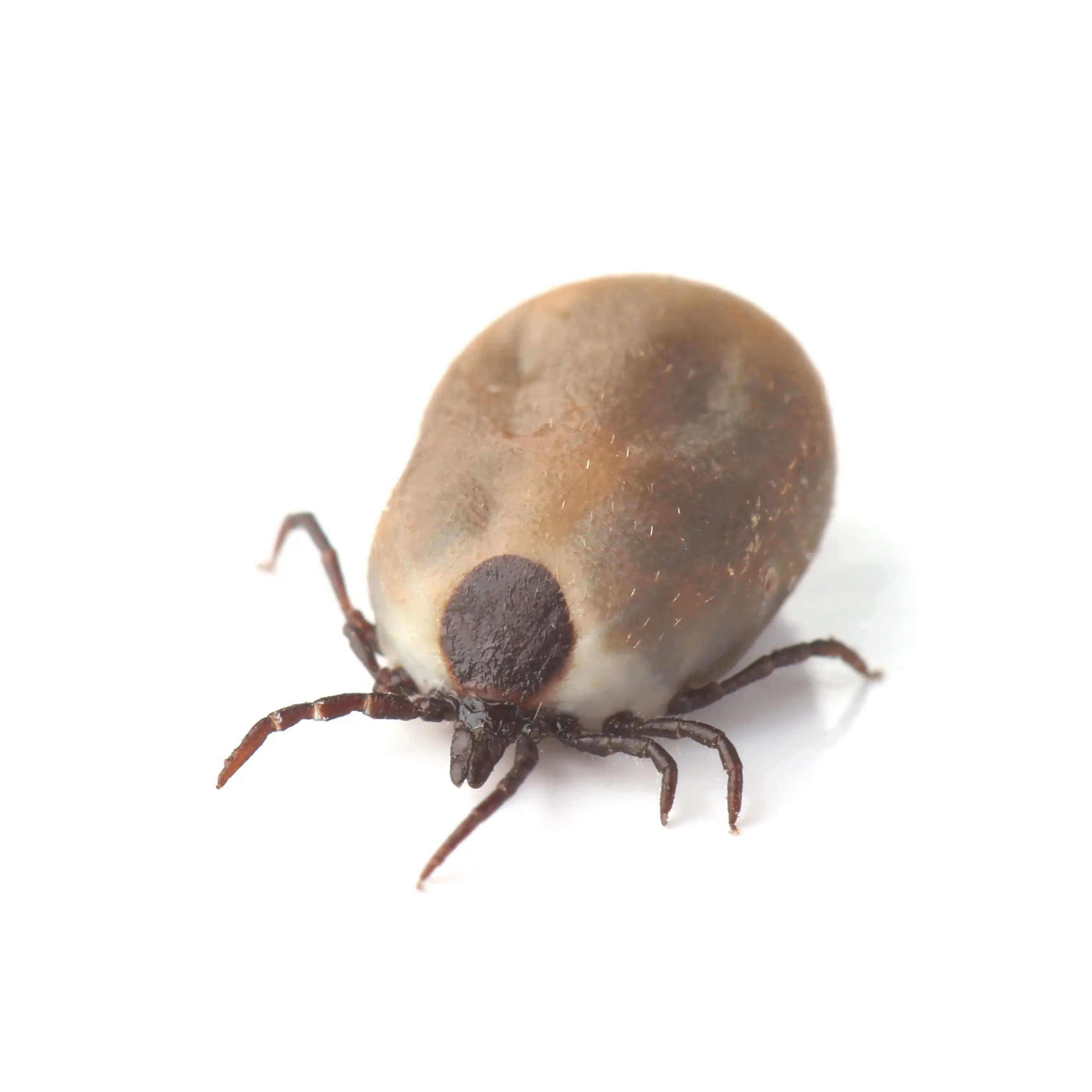 Engorged tick after blood meal