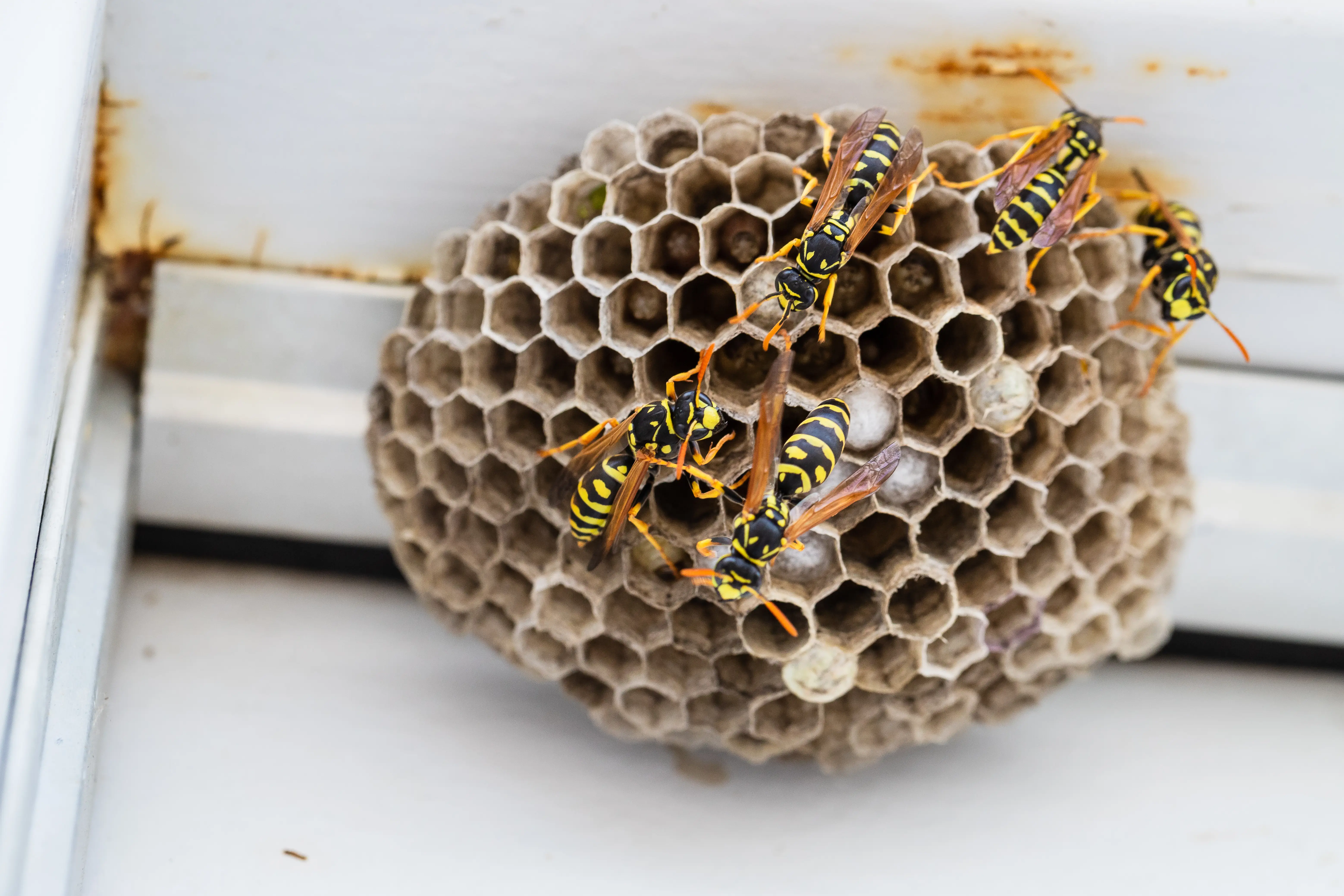 Visible paper yellow jacket nest on structure